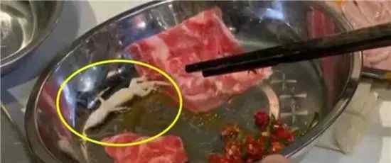 好恶心！深圳一男子吃火锅时在肥牛里翻出活壁虎 还在眨眼睛？