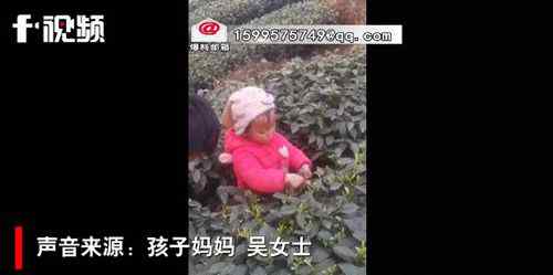 3岁萌娃帮妈妈采茶叶动作娴熟 每天能采一两斤 事情的详情始末是怎么样了！