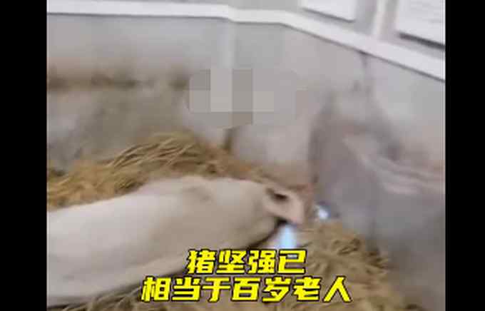 14岁的“猪坚强”已瘦骨嶙峋、无法站立 网友：这辈子它活得很出色！