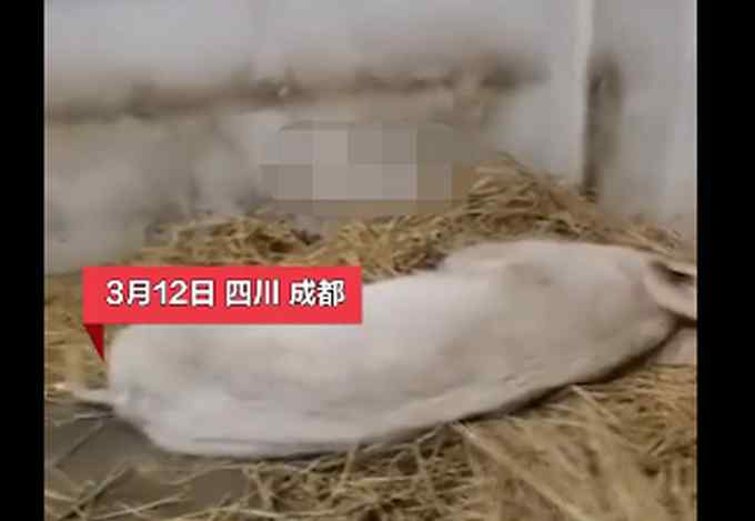 14岁的“猪坚强”已瘦骨嶙峋、无法站立 网友：这辈子它活得很出色！