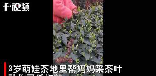 3岁萌娃帮妈妈采茶叶动作娴熟 每天能采一两斤 还原事发经过及背后原因！