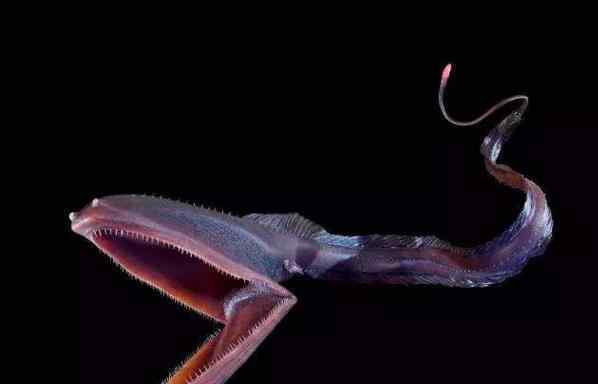 吞噬鳗 十大恐怖的深海生物，吞噬鳗是温柔的怪物