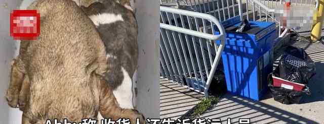 航班现500只垂死幼犬 其中38只已经死亡