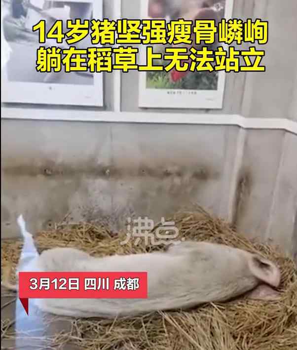 14岁的猪坚强已瘦骨嶙峋 相当于百岁老人 事件详细经过！