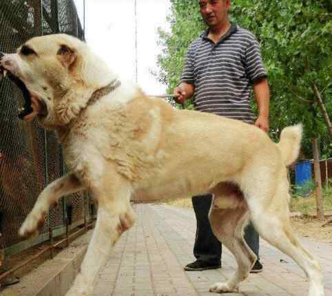 马士提夫犬 世界十大大型犬排名，马士提夫犬站起来比人还高