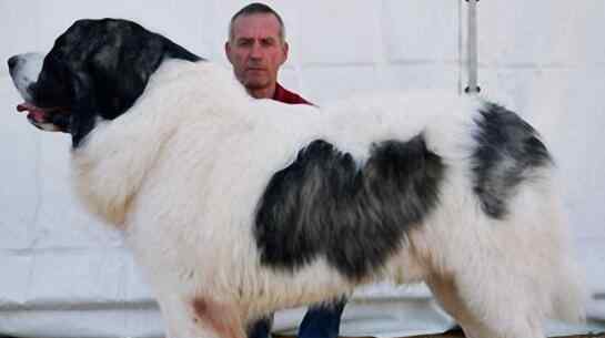 比利牛斯山犬 世界十大大型犬排名，马士提夫犬站起来比人还高