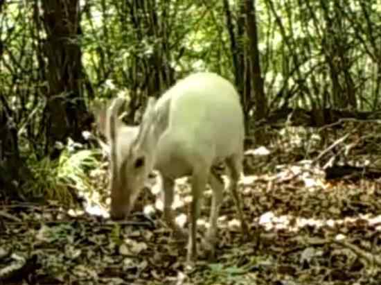 神农架拍到白化小麂影像 这是什么动物