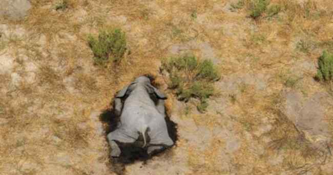 非洲350头大象接连离奇死亡 照片曝光让人惊讶