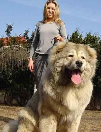 巨型犬体型排名 世界十大大型犬排名，马士提夫犬站起来比人还高