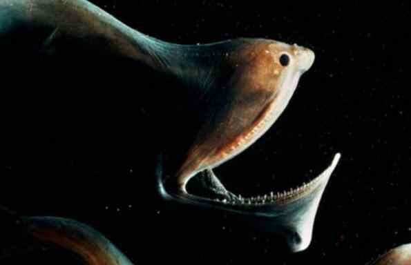 真正十大恐怖怪兽图片 十大恐怖的深海生物，吞噬鳗是温柔的怪物