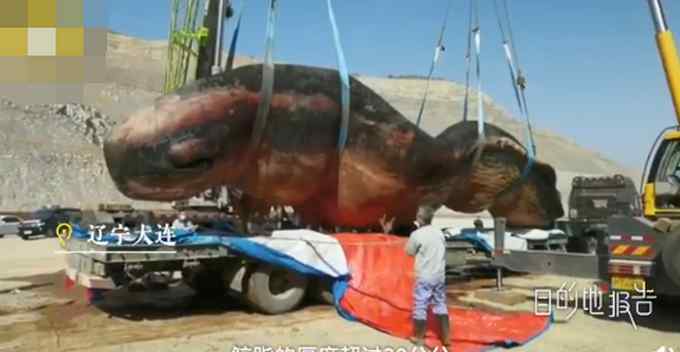 65吨抹香鲸搁浅死亡被做成标本！两辆吊车才能搬动 预计4年完工