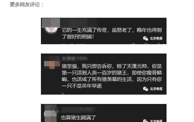 14岁猪坚强瘦骨嶙峋无法站立?饲养员回应 事件的真相是什么？