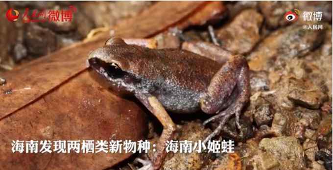 听名字就萌！海南发现新物种海南小姬蛙 体型很小