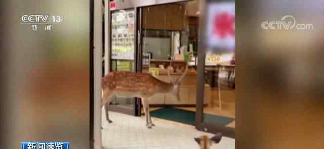 奈良小鹿到餐厅讨食物被婉拒 为什么会被婉拒