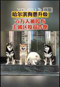 哈尔滨主城区狂犬疫苗告罄 原因是什么爱它请管好它