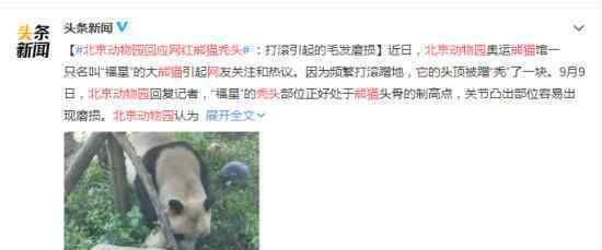 北京动物园回应网红熊猫秃头 具体是什么情况