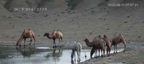 甘肃发现首例白化野骆驼 具体长什么样