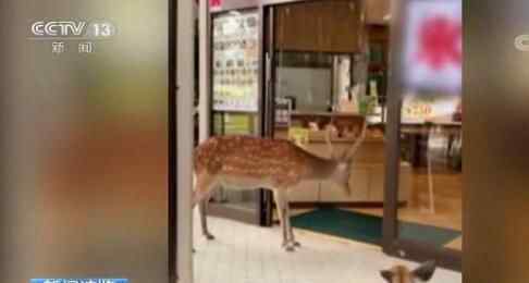 奈良小鹿到餐厅讨食物被婉拒 到底发生了什么