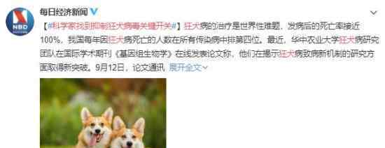 科学家找到抑制狂犬病毒关键开关 研究方面取得新突破