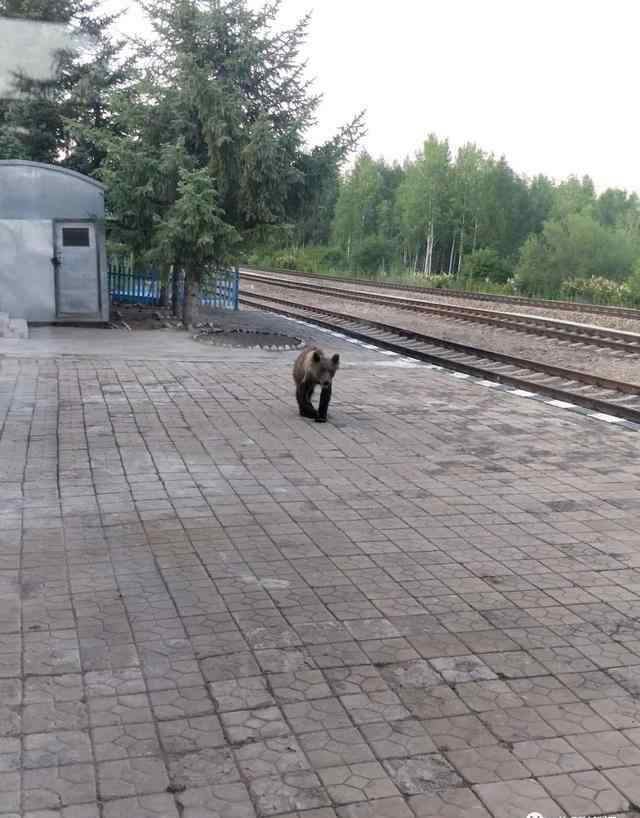 呼伦贝尔哈达火车站惊现黑熊 究竟发生了什么