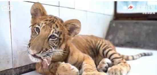 世界唯一虎狮虎兽宝宝满百天 它长什么样