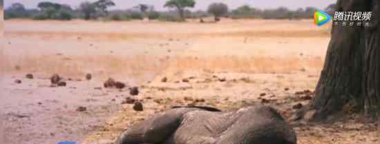 大象死于致命干旱是怎么回事当地政府如何应对