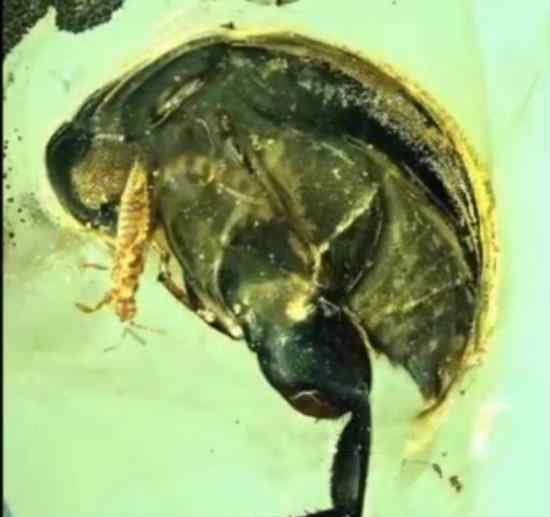 中国学者发现亿年前琥珀花蚤 这一发现有什么影响