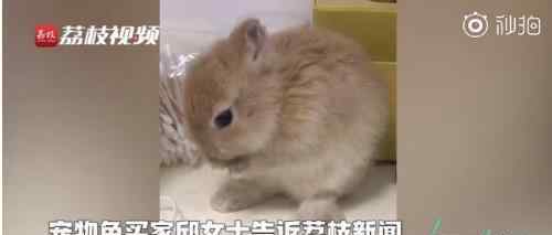 宠物店回应为抬价剪兔耳 具体什么原因