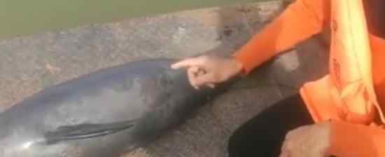 长江现死亡江豚 怀疑是被勒住后溺水而亡的