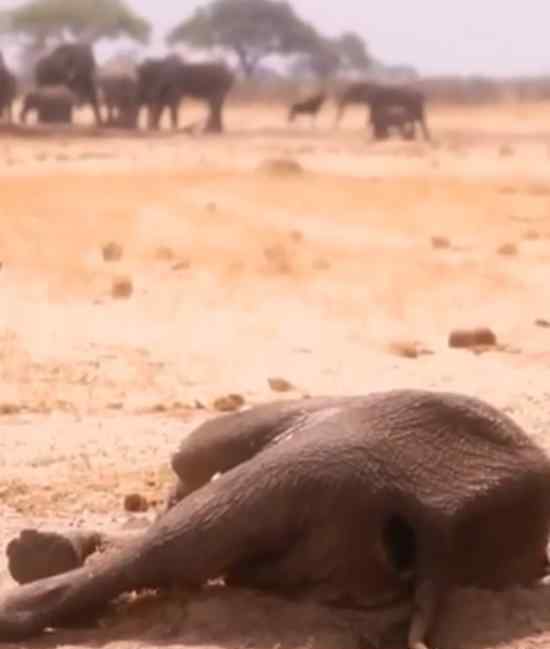 大象死于致命干旱 上百头大象死于干旱?具体情况是什么?