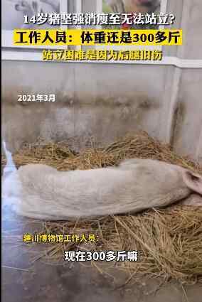 14岁猪坚强瘦骨嶙峋？饲养员回应：身体健康就是老了 真相原来是这样！