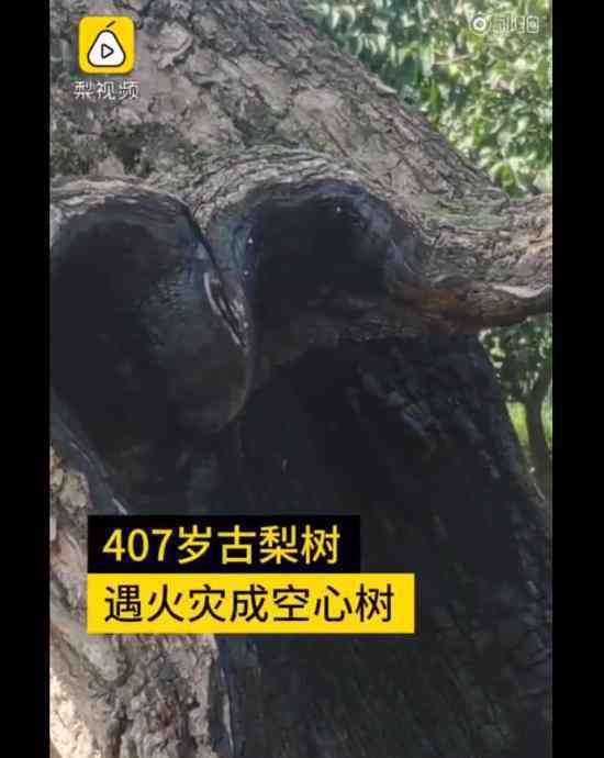 407岁梨树被烧空心仍能结果 这是怎样的生命力