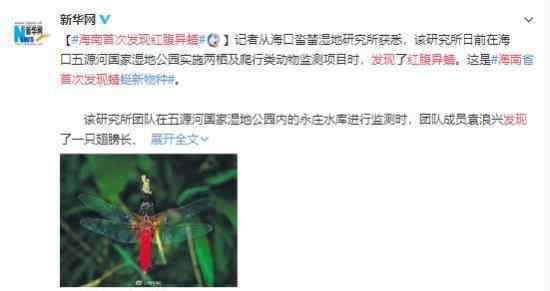 海南首次发现红腹异蜻 竟然是没见过的品种