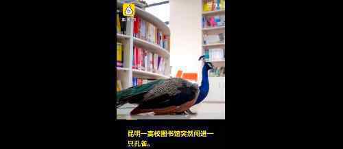 孔雀溜进高校图书馆看书 也有一颗想当学霸的心