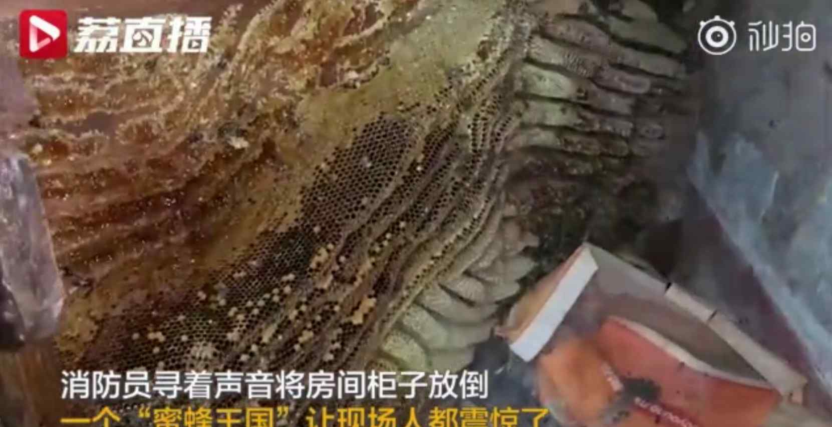 老房子空置20年蜜蜂筑巢 究竟是怎么一回事?