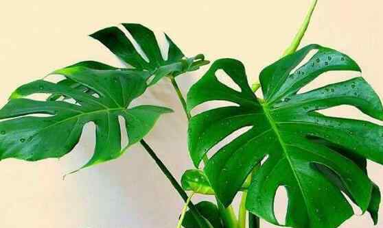 吸收甲醛的室内植物 适合室内种植的8种植物，第2种被称为“甲醛克星”，你家有吗？