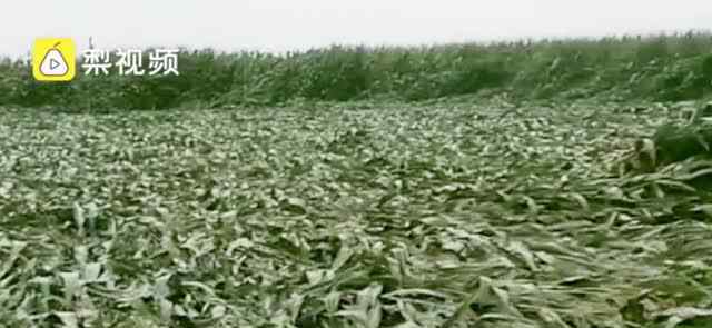 台风致吉林玉米大面积倒伏 事件的真相是什么？