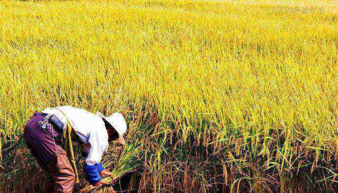 2020中国农民丰收节 究竟发生了什么?