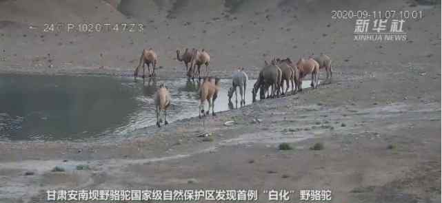 甘肃发现首例白化野骆驼 过程真相详细揭秘！