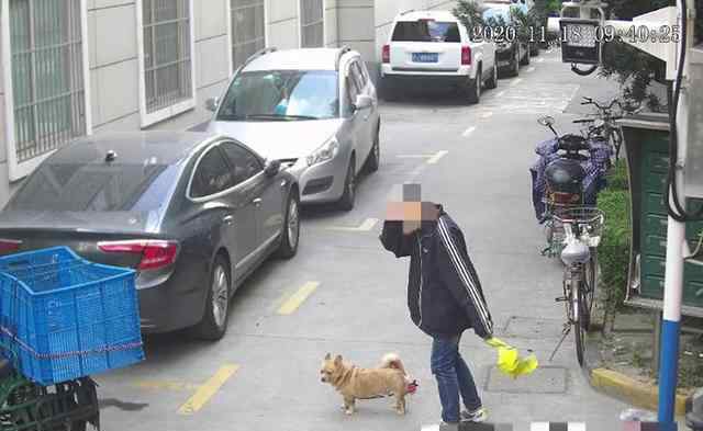 上海不牵绳遛狗将被抓拍处罚 牵绳遛狗的好处