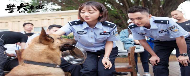 警犬来了孕妇碰瓷梁第几集