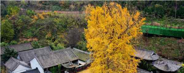 西安千年银杏古树 中外惊叹绝美