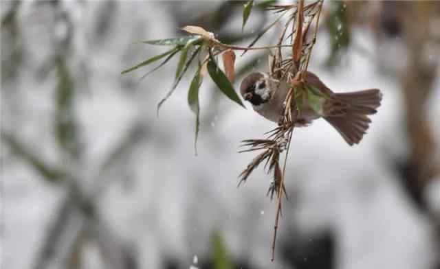 今日小雪 飞雪如花落岁岁又年年