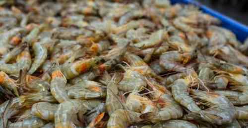 江西南美冻虾外包装检出新冠阳性 具体是什么情况？