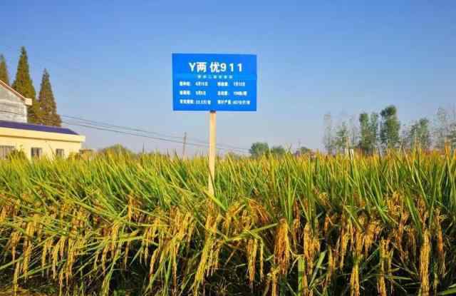 亩产1365公斤 长江中游稻产量创新高