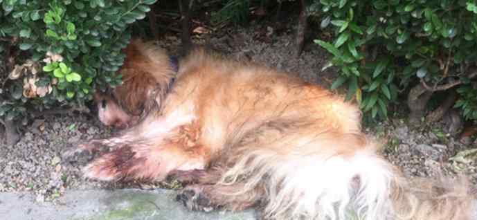 上海首例养犬人遗弃犬只案 事件的真相是什么？