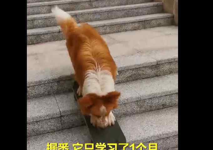 牧羊犬滑滑板下30级楼梯 这意味着什么?