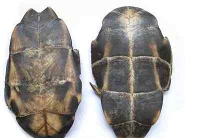 龟甲的功效与作用 龟板的功效与作用
