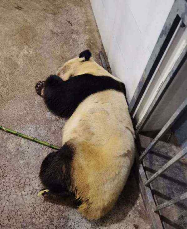 大熊猫雷雷癫痫发作去世 事件的真相是什么？