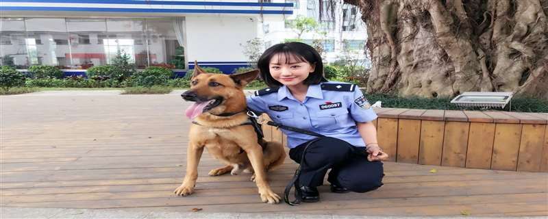 警犬来啦孕妇碰瓷几集